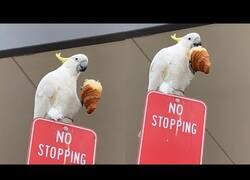 Enlace a Cacatúa se come un croissant tranquilamente en la calle
