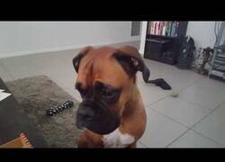 Enlace a Creo que el perro quiere pizza...