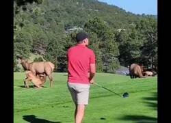 Enlace a ¿Quién dijo que el golf era aburrido?