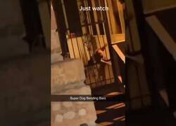 Enlace a ¿Qué haces si ves venir este perro hacia tí?