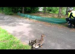 Enlace a Ayudando a una familia de patos a cruzar la calle