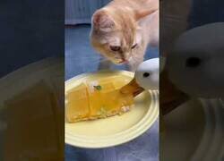Enlace a Este gato se acabó cansando de las ansias por la comida de este pato