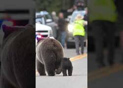 Enlace a Mamá oso y su pequeño pasean por Wyoming