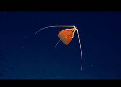 Enlace a Descubren una misteriosa medusa nunca antes vista