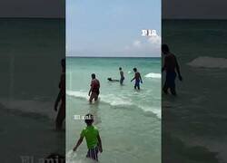 Enlace a Un osezno se da un baño en una playa de Florida