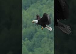 Enlace a Águila cazando un pez y comiéndoselo en el aire