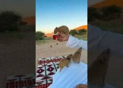 Enlace a Damanes, los roedores africanos que aman el té