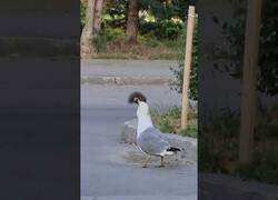 Enlace a Una gaviota devorando a una ardilla