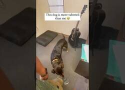 Enlace a El perro que toca la guitarra con la cola