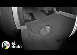 Enlace a Cuando el gato del vecino te visita todos los días a las 5 de la mañana