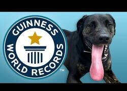 Enlace a La lengua de perro más larga del mundo