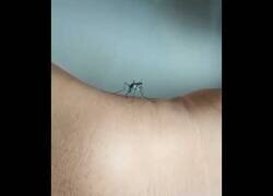 Enlace a Mosquito intenta picar sin éxito