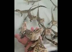 Enlace a El extraño ruido de las crías de cocodrilo cubano