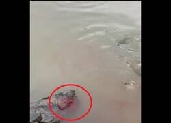 Enlace a Cuando viertes sangre en aguas plagadas de pirañas