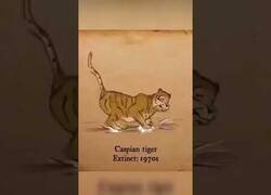 Enlace a Animales que se extinguieron durante los últimos 100 años