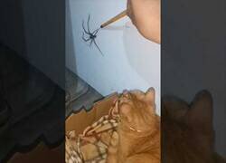 Enlace a Cuando despiertas a Misifú para que se encargue de una araña