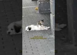 Enlace a Gato da masaje a un perro en mitad de la calle