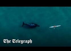 Enlace a Un kayak es perseguido por una ballena curiosa en Australia