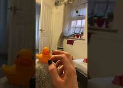 Enlace a El periquito celoso