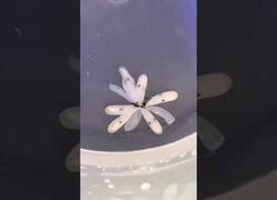 Enlace a ¿Alguna vez habías visto un huevo de pulpo eclosionando?