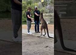 Enlace a Canguro increpa a los visitantes de una granja de animales