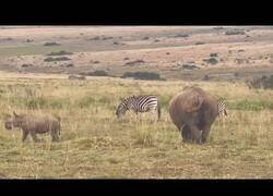 Enlace a Bebé rinoceronte juega con un ñu