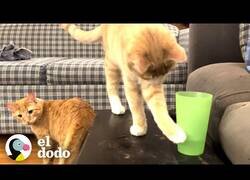 Enlace a Estos gatos no pueden dejar ningún vaso sin volcar