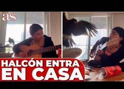 Enlace a Halcón entra en su casa mientras tocaba la guitarra