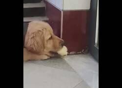 Enlace a El pollito que quería ser devorado