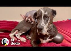 Enlace a Pequeño gato sin pelo y un gran danés son como hermanos