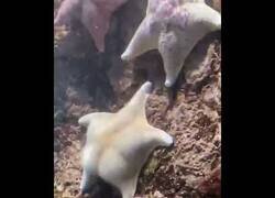 Enlace a Esta estrella de mar tiene mejor culo que tú