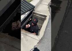 Enlace a Salvando a unos pequeños patitos y devolviéndoselos a su madre