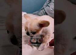Enlace a Este perro no quiere que le toquen su sushi