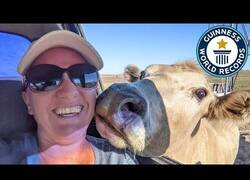 Enlace a La vaca más inteligente del mundo