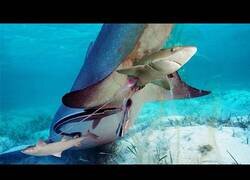 Enlace a Así paren y nacen los tiburones