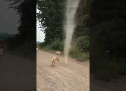 Enlace a Perro pelea y acaba con un tornado