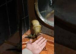 Enlace a Cuando vas al baño en un bar lleno de simbología fálica