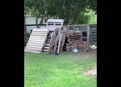 Enlace a Divertida persecución entre un perro y una gallina