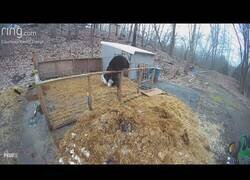 Enlace a Dos cerdos consiguen ahuyentar a un oso