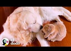 Enlace a Este perro recoge manzanas para dárselas a su amigo conejo