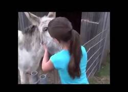 Enlace a La hermosa reacción de este burro al ver a la chica con la que se crió
