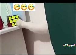 Enlace a Gatos con Trastorno Obsesivo Compulsivo