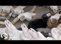 Enlace a El gato que vivía en un museo