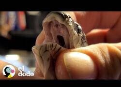 Enlace a Un chico salva a una serpiente atrapada en una trampa de pegamento