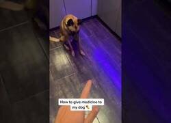 Enlace a Perro se toma su medicina gracias a la psicología inversa