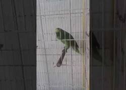 Enlace a Este loro interpreta 'The Monster' de Rihanna