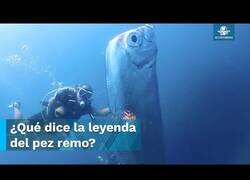 Enlace a Avistan un extraño pez remo en Taiwán