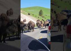 Enlace a Cómo está el tráfico de bisontes...