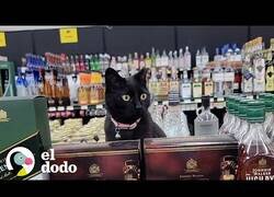 Enlace a El gato que vivía en una licorería