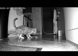 Enlace a Mi gato hizo un nuevo amigo